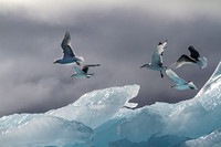 Kittiwakes In Flight