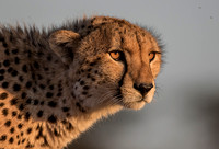 Cheetah Portrait 2