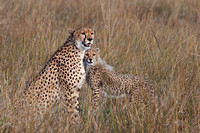 Cheetah with cub 2