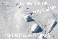 In Search Of Polar Bears