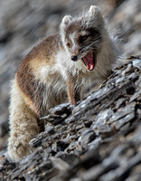 Arctic Fox