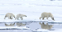 065c Polar bear with cubs IMG_6048