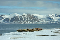 Walrus in Landscape