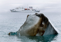 Glacier Ice and Vavilov